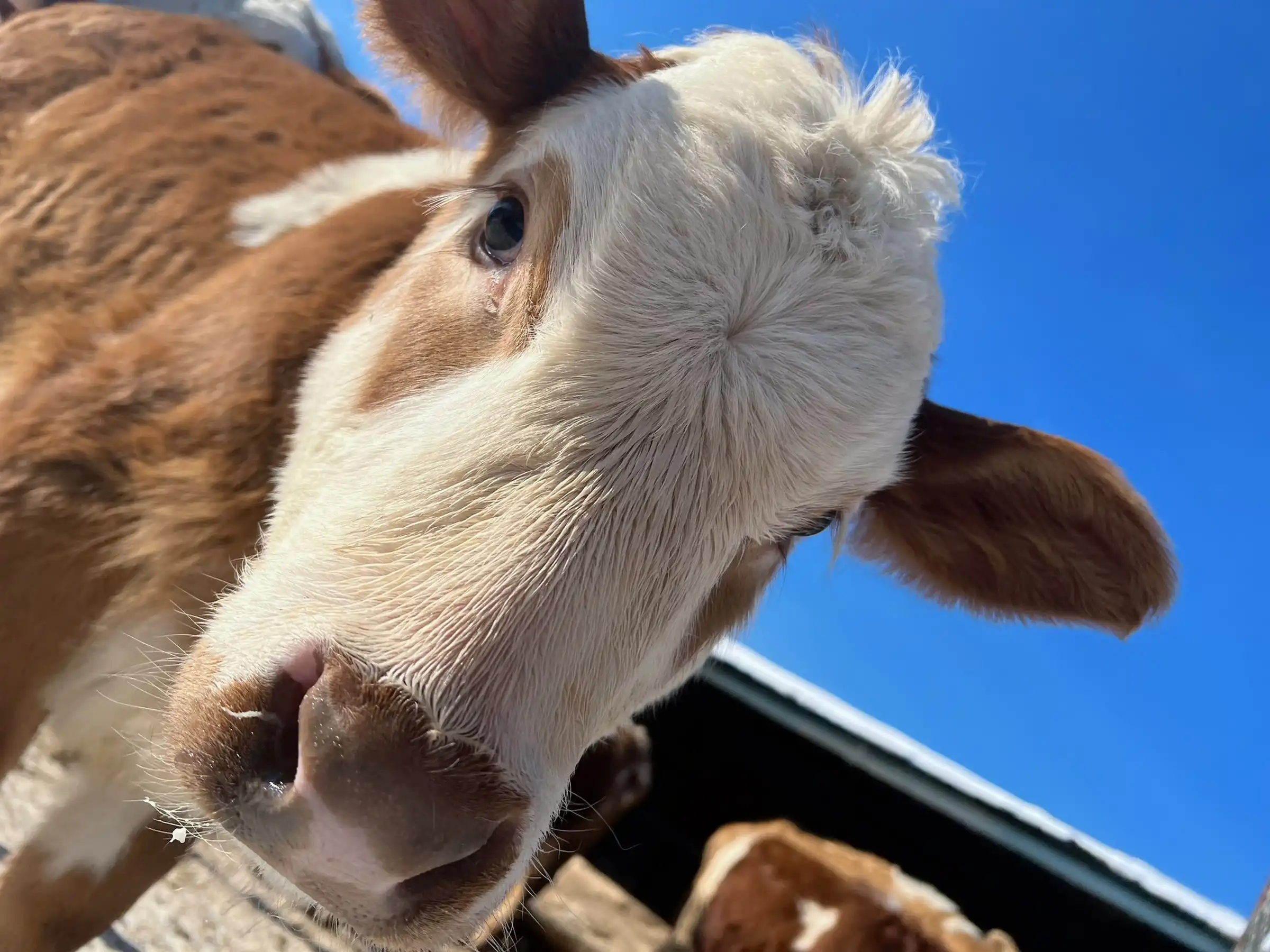 [XiuRen秀人网]第FW0050期就是阿朱啊写真 photo 3-10