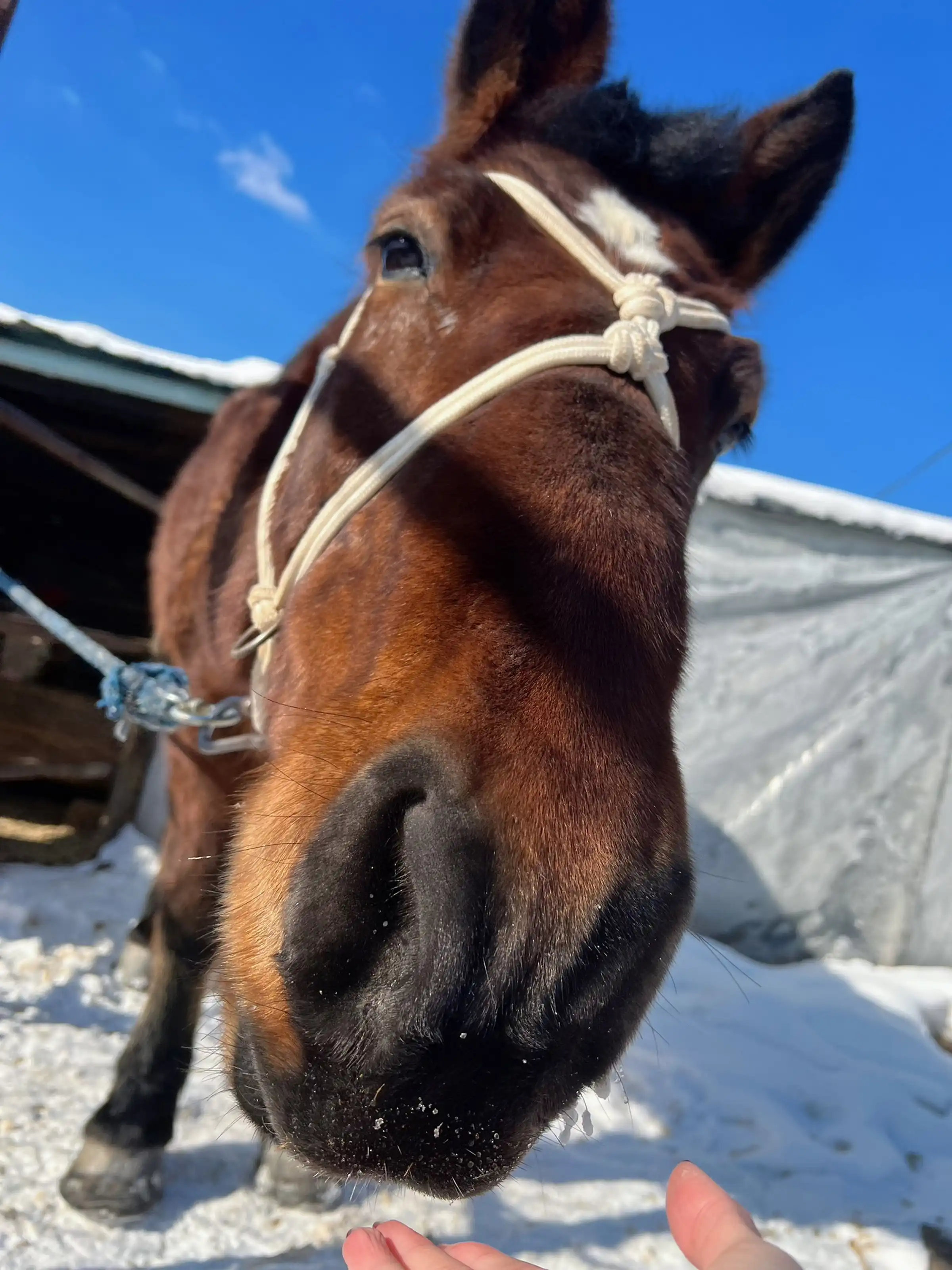 [XiuRen秀人网]第FW0050期就是阿朱啊写真 photo 3-8